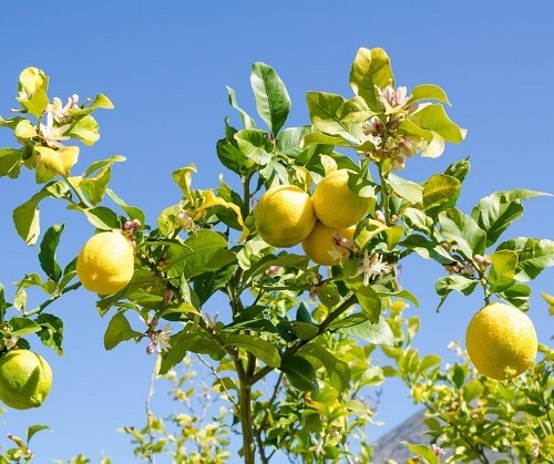 lemon tree branch with ripe lemons on it